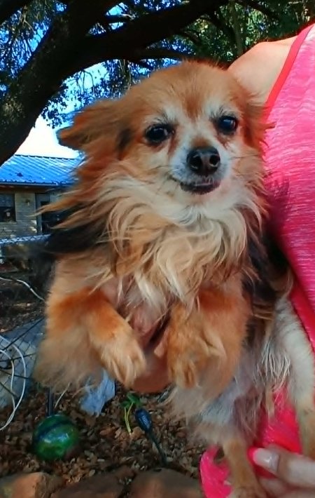 NACHO IN TX - Chihuahua available for adoption