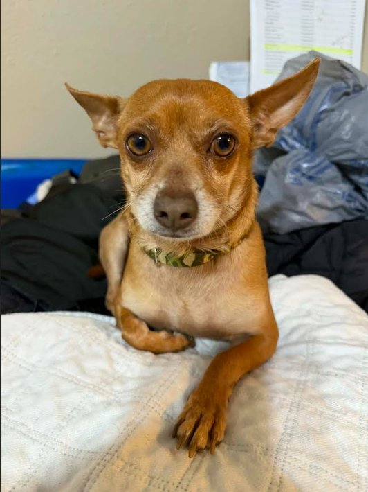 JUSTIN IN TX - Chihuahua available for adoption