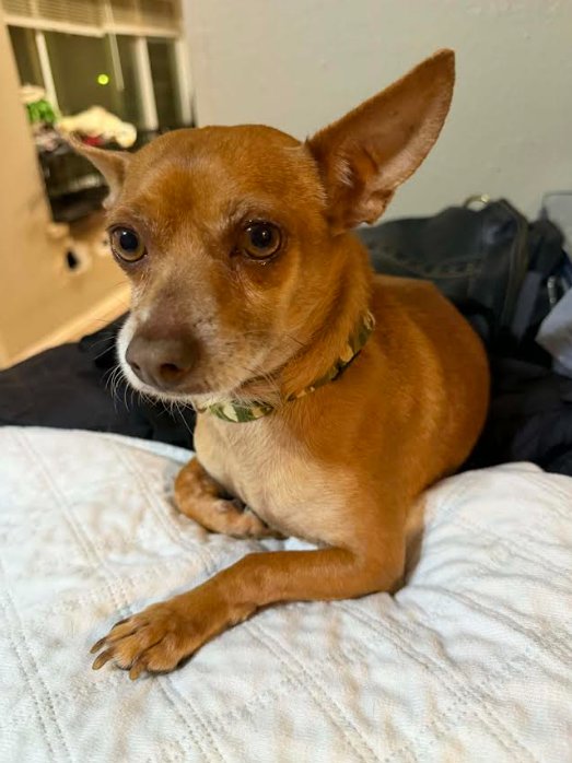 JUSTIN IN TX - Chihuahua available for adoption