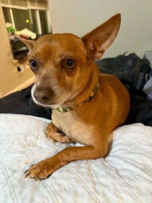 JUSTIN IN TX - Chihuahua available for adoption