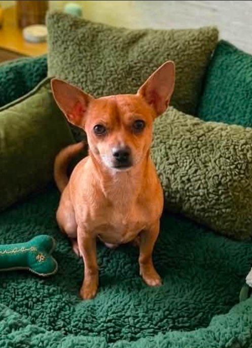 JUSTIN IN TX - Chihuahua available for adoption