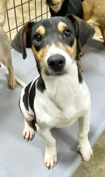 POOKIE IN LA - Chihuahua available for adoption