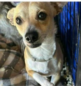HARLEY IN TX - Chihuahua available for adoption