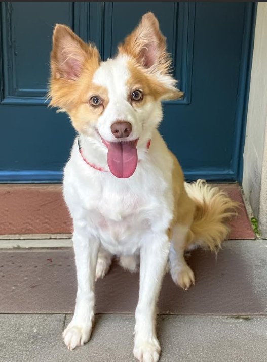 Kip in TX Image