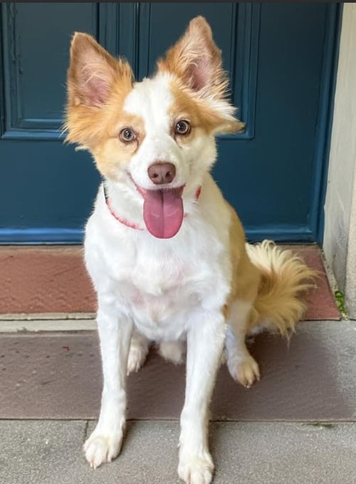 KIP IN TX - Unknown for adoption in Warwick