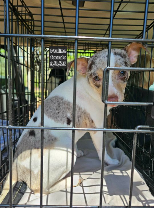 PRALINE IN LA - Chihuahua available for adoption