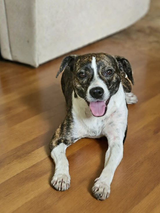 Tippy in LA Image