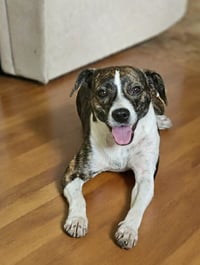 Tippy in LA - Photo 1