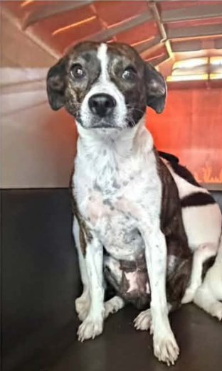 TIPPY IN LA - Boston Terrier available for adoption