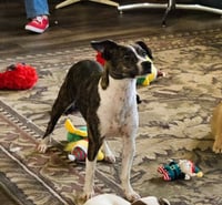 Tippy in LA - Photo 3