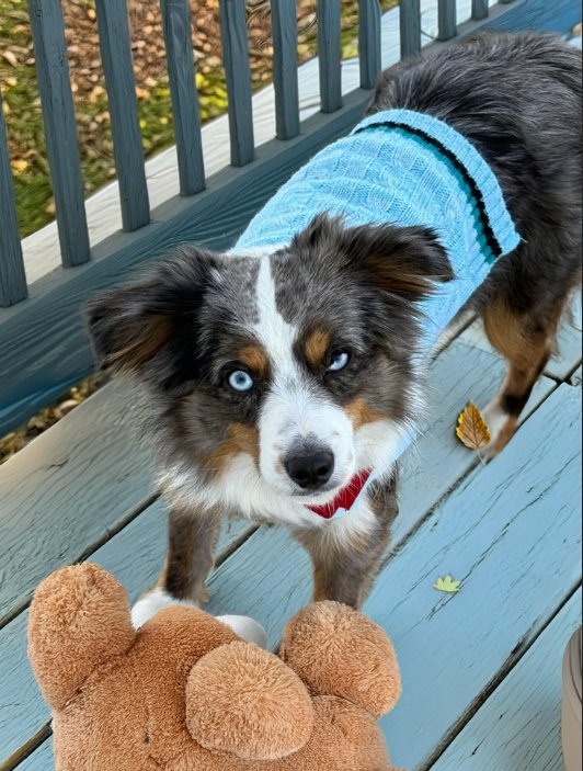 YEAGER IN LA - Australian Shepherd available for adoption