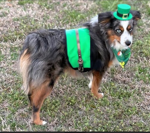 YEAGER IN LA - Australian Shepherd available for adoption