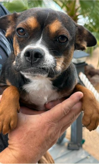 PEACHES IN TX - Chihuahua available for adoption