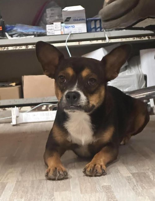 PEACHES IN TX - Chihuahua available for adoption