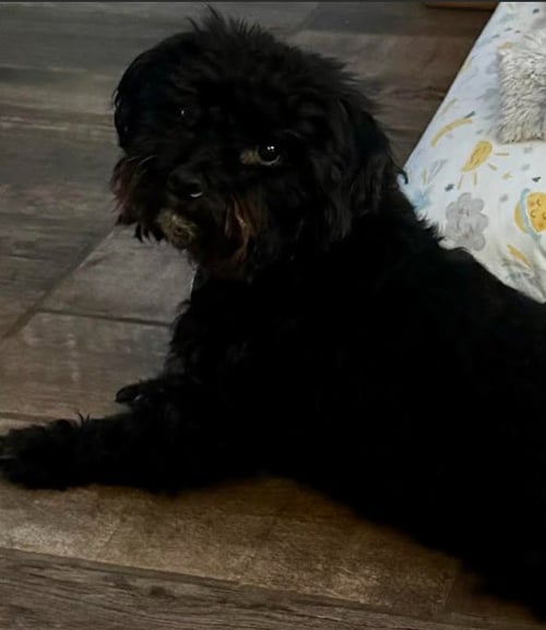 BOLT IN RI - Poodle (Miniature) available for adoption