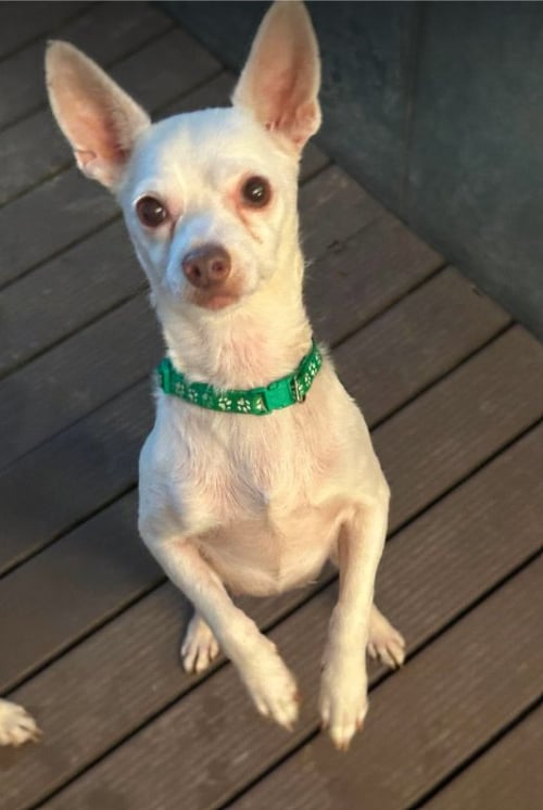 COOPER IN TX - Chihuahua available for adoption