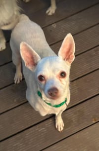 Cooper in TX - Photo 2