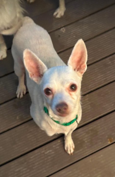 COOPER IN TX - Chihuahua available for adoption