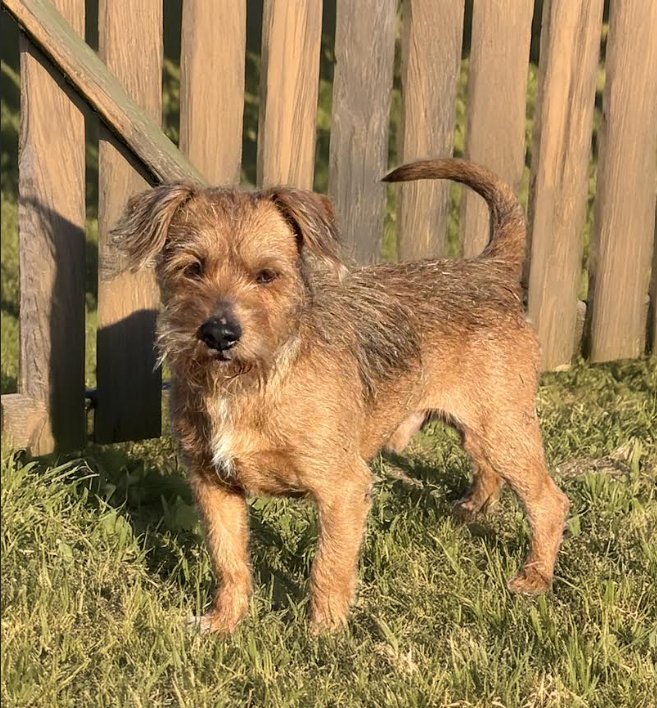 GRADY IN TX - Terrier available for adoption