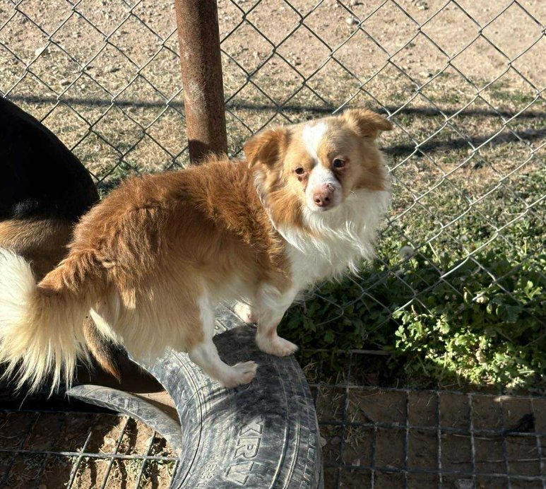 SQUIRREL IN TX - Pomeranian / Chihuahua available for adoption