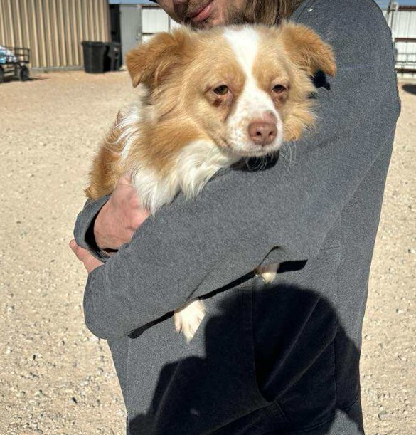 SQUIRREL IN TX - Pomeranian / Chihuahua available for adoption