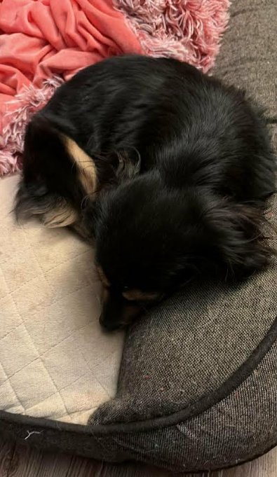 DOLLY IN LA - Chihuahua available for adoption