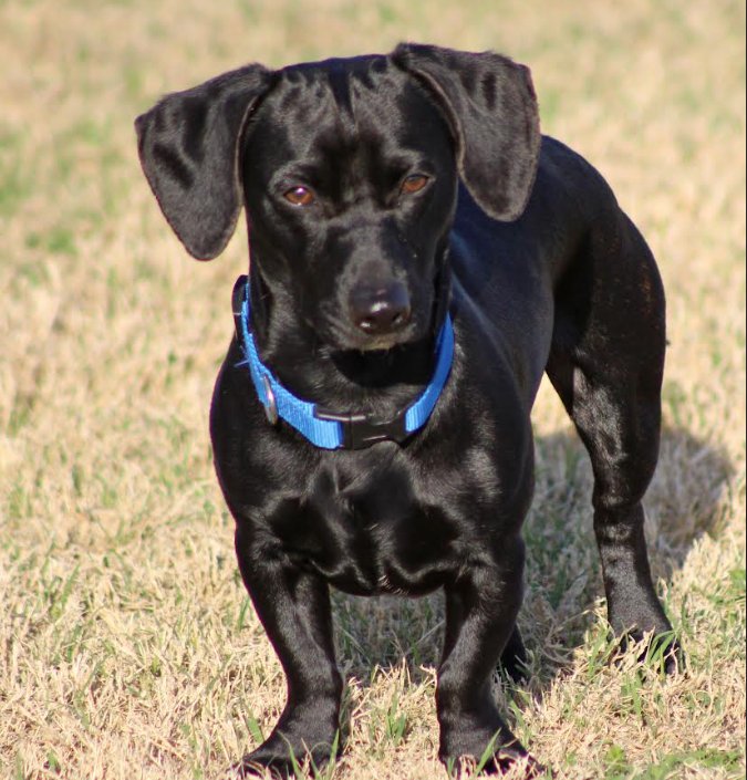 OSCAR IN RI - Dachshund available for adoption