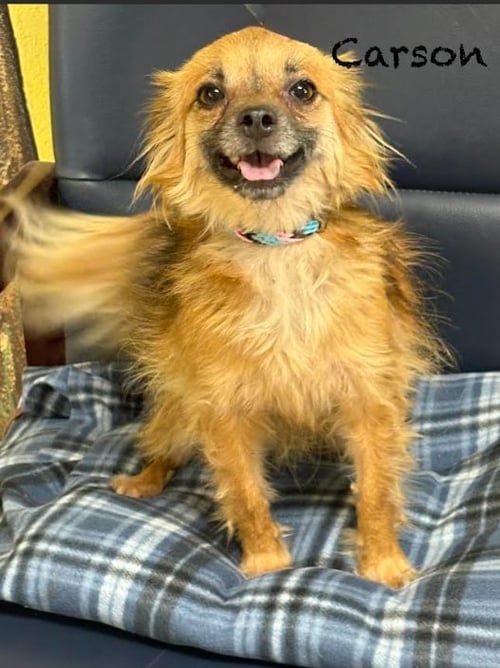 CARSON IN RI - Spaniel / Chihuahua available for adoption