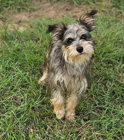 PRINCESS MAXI IN LA - Yorkshire Terrier Yorkie available for adoption