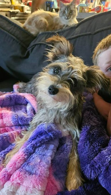 PRINCESS MAXI IN LA - Yorkshire Terrier Yorkie available for adoption