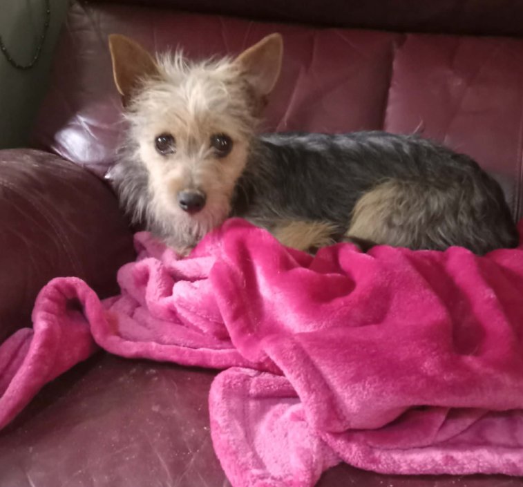 MILLIE IN TX - Yorkshire Terrier Yorkie available for adoption