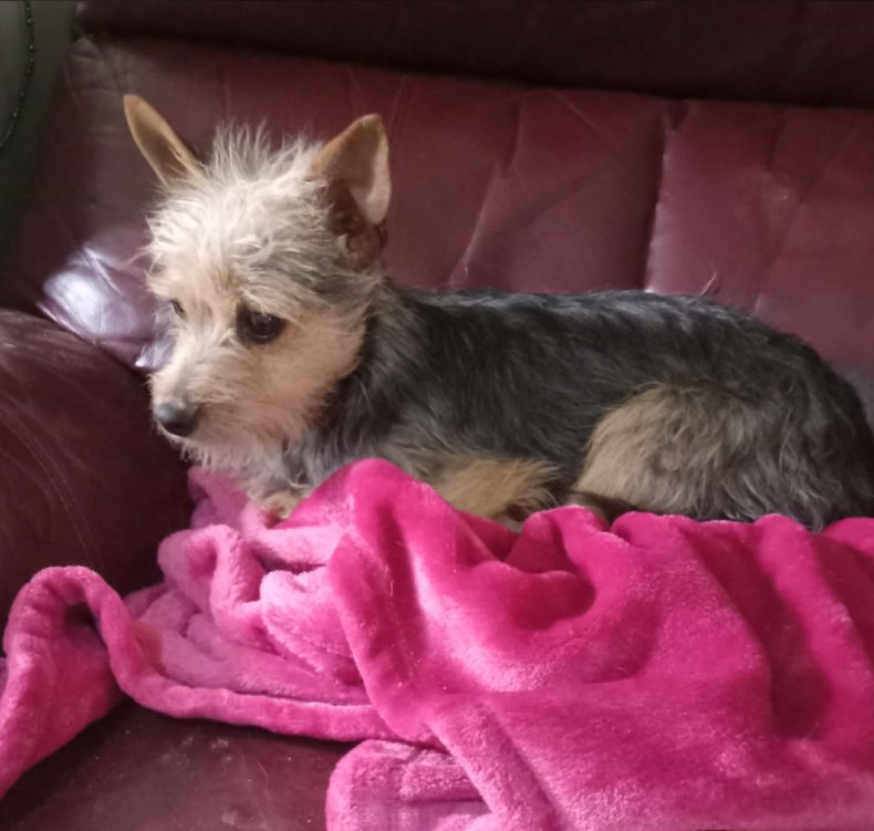 MILLIE IN TX - Yorkshire Terrier Yorkie available for adoption