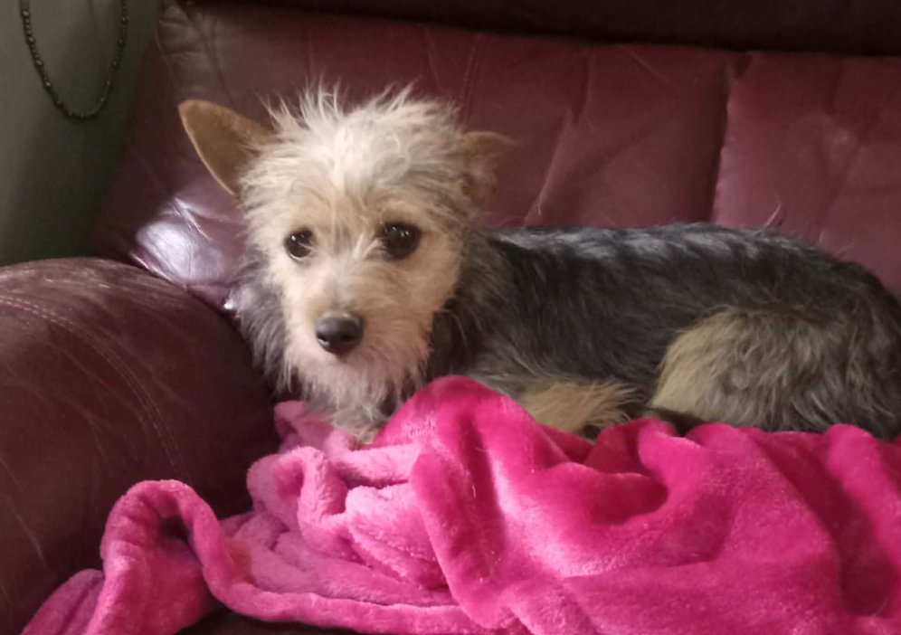 Millie in TX - Photo 3