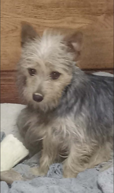 Millie in TX - Photo 4