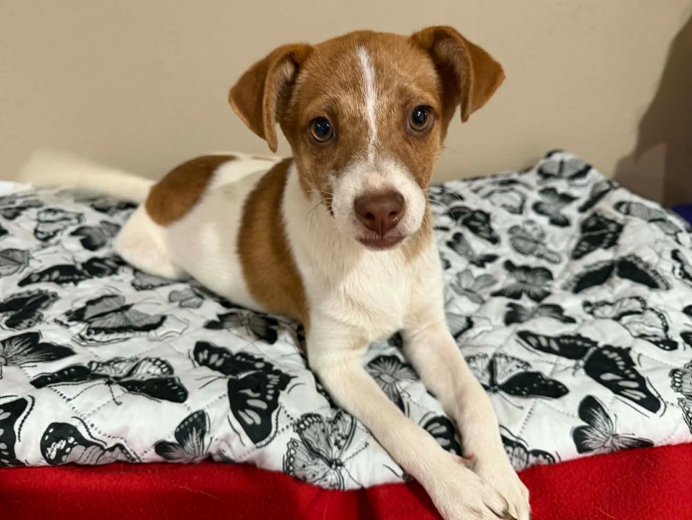 JACKIE IN TX - Chihuahua available for adoption