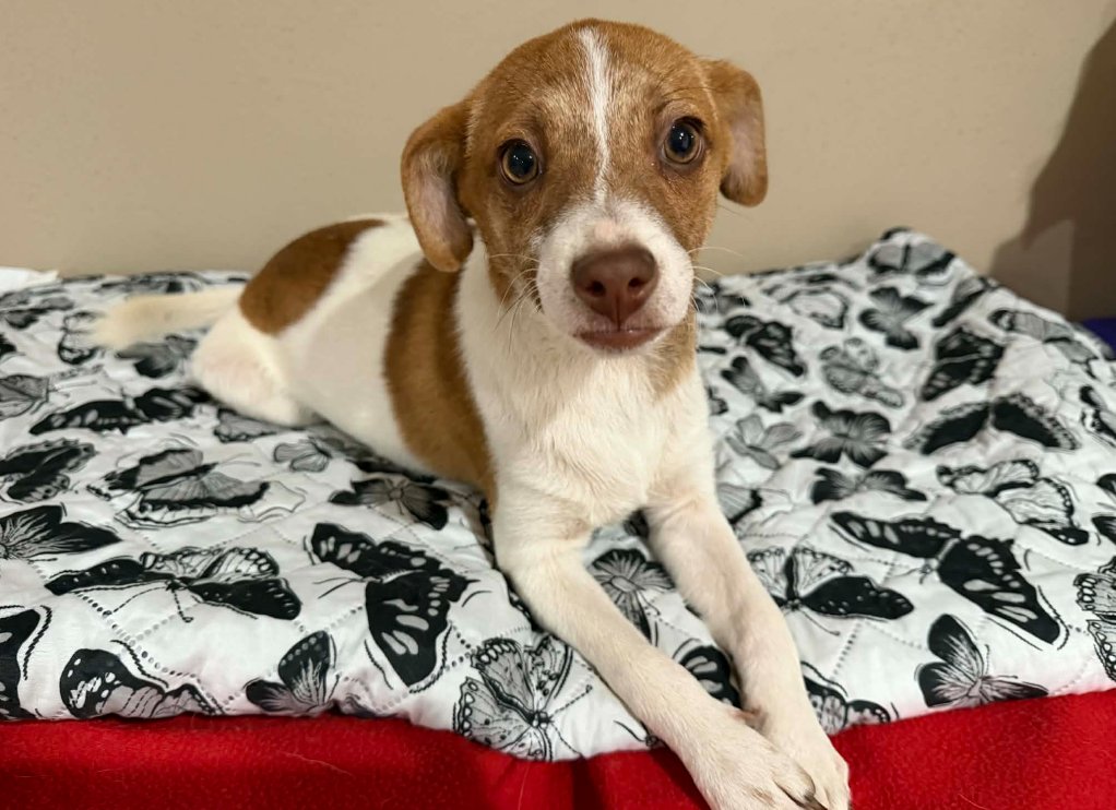 JACKIE IN TX - Chihuahua available for adoption