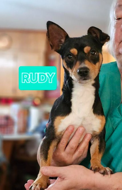 RUDY IN LA - Chihuahua available for adoption
