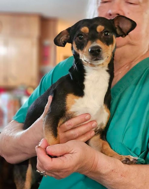 RUDY IN LA - Chihuahua available for adoption