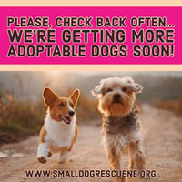 More Dogs Soon - Photo 1