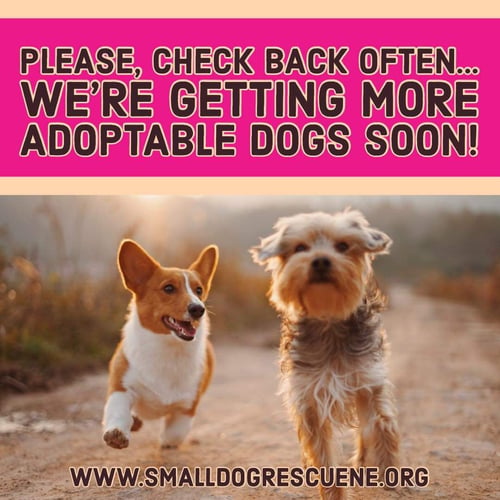 MORE DOGS SOON - Unknown available for adoption