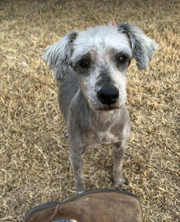 LUNA IN TX - Terrier available for adoption