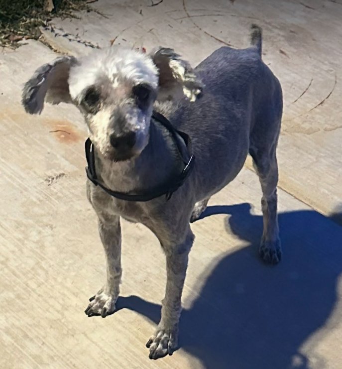 LUNA IN TX - Terrier available for adoption