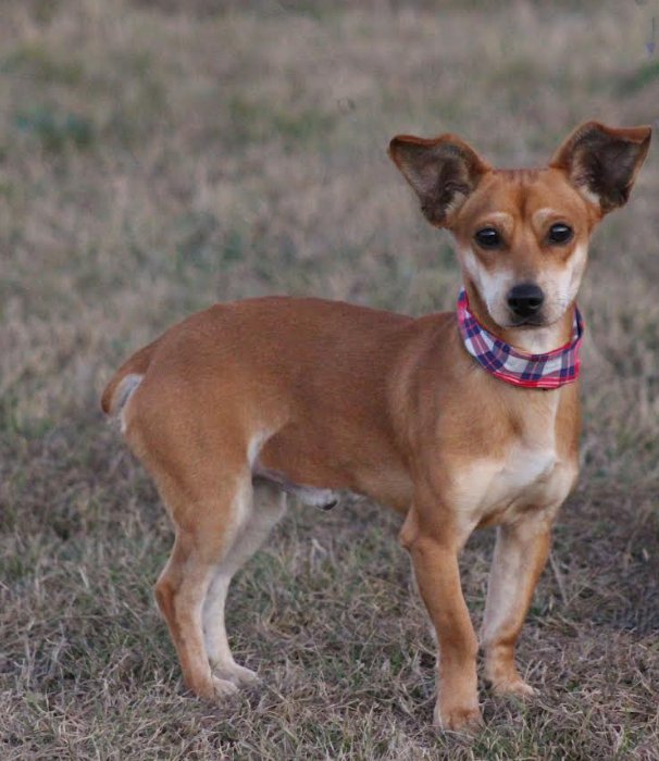 CADBURY IN TX - Chihuahua / Dachshund available for adoption