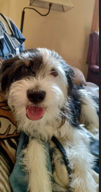 HOLLY IN  RI - Terrier for adoption in Cranston