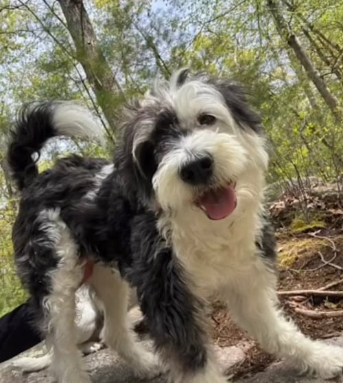 HOLLY IN  RI - Terrier available for adoption