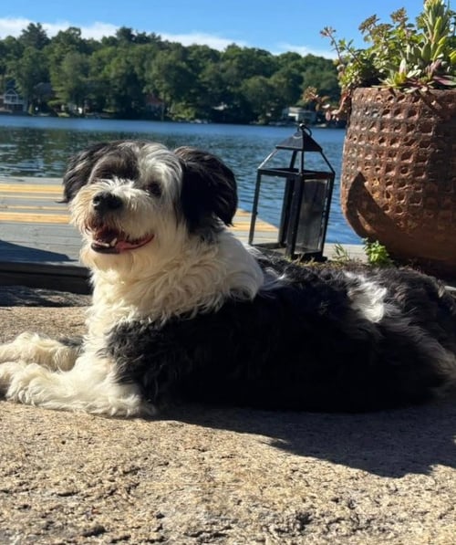 HOLLY IN  RI - Terrier available for adoption