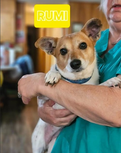RUMI IN LA - Chihuahua available for adoption