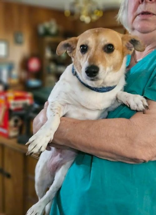 RUMI IN LA - Chihuahua available for adoption