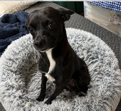 IZZY IN TX - Chihuahua available for adoption