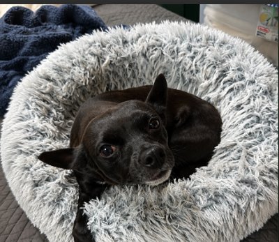 IZZY IN TX - Chihuahua available for adoption